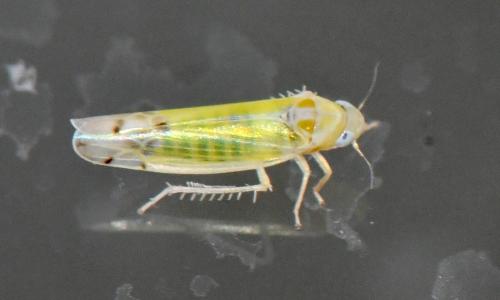 Ribautiana sp.